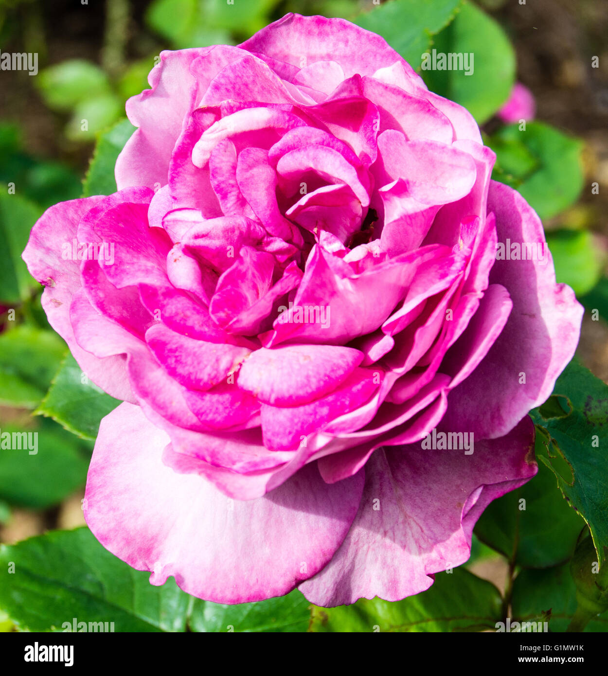 Il cimelio di famiglia rose spiccano con i suoi brillanti colori rosa Foto Stock