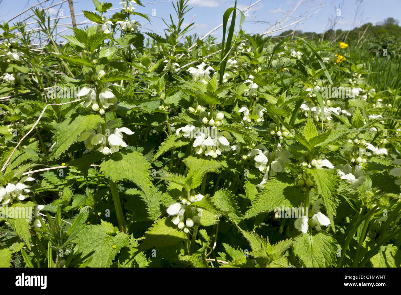 Urtica dioica, comune ortica fiore bianco Foto Stock