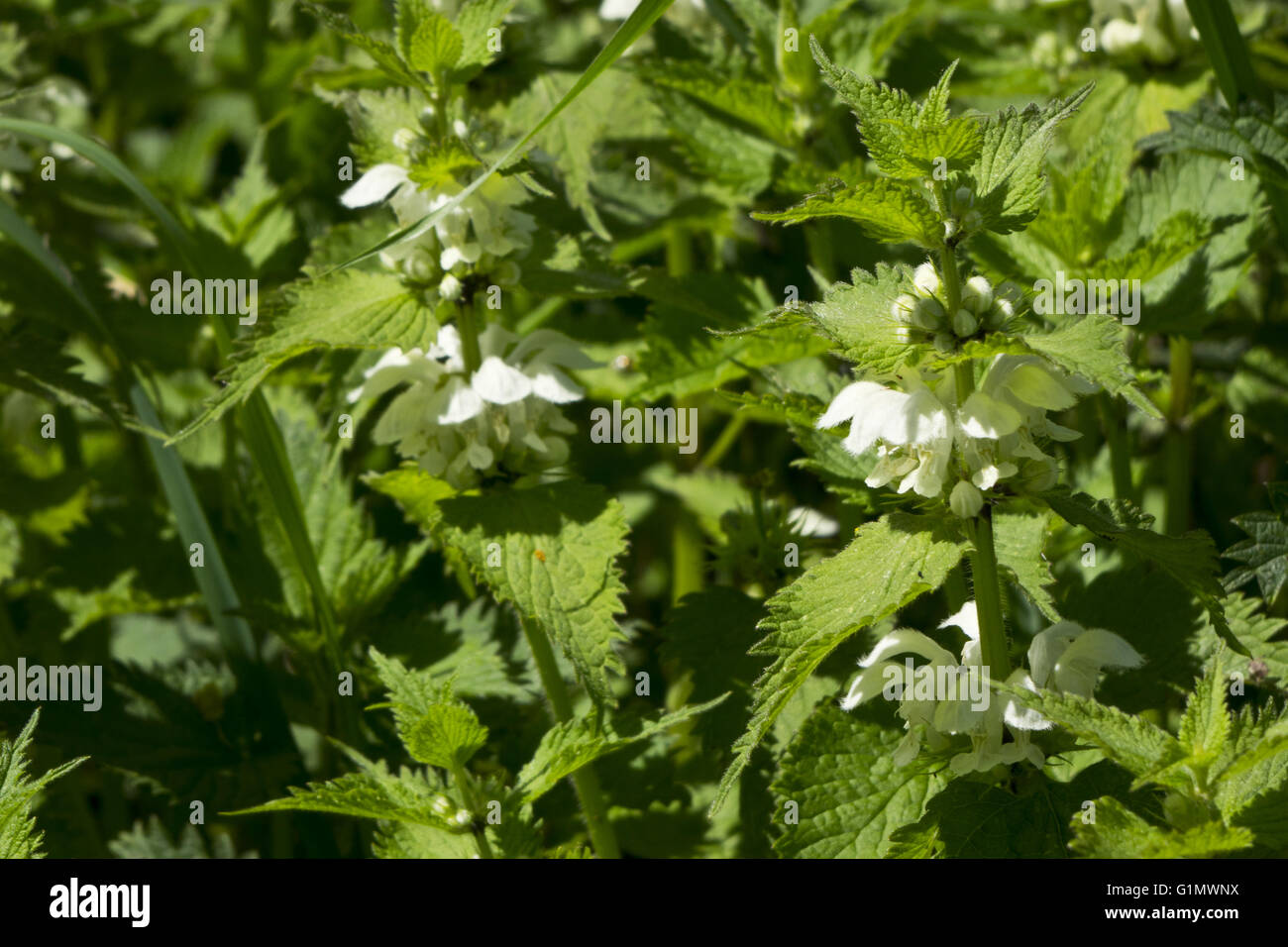 Urtica dioica, comune ortica fiore bianco Foto Stock
