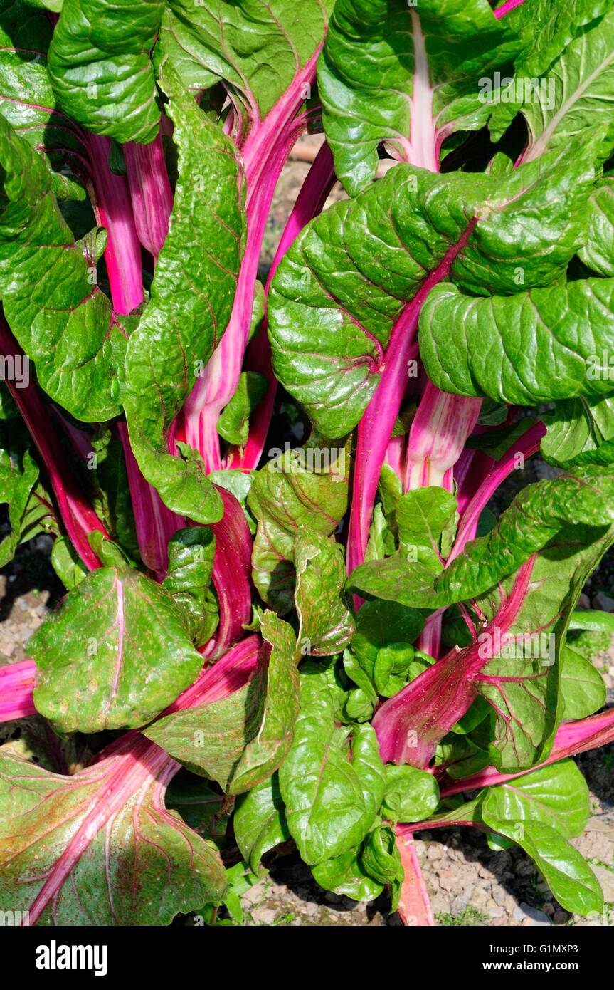 Bietola Beta vulgaris subs cicla Passione rosa Foto Stock
