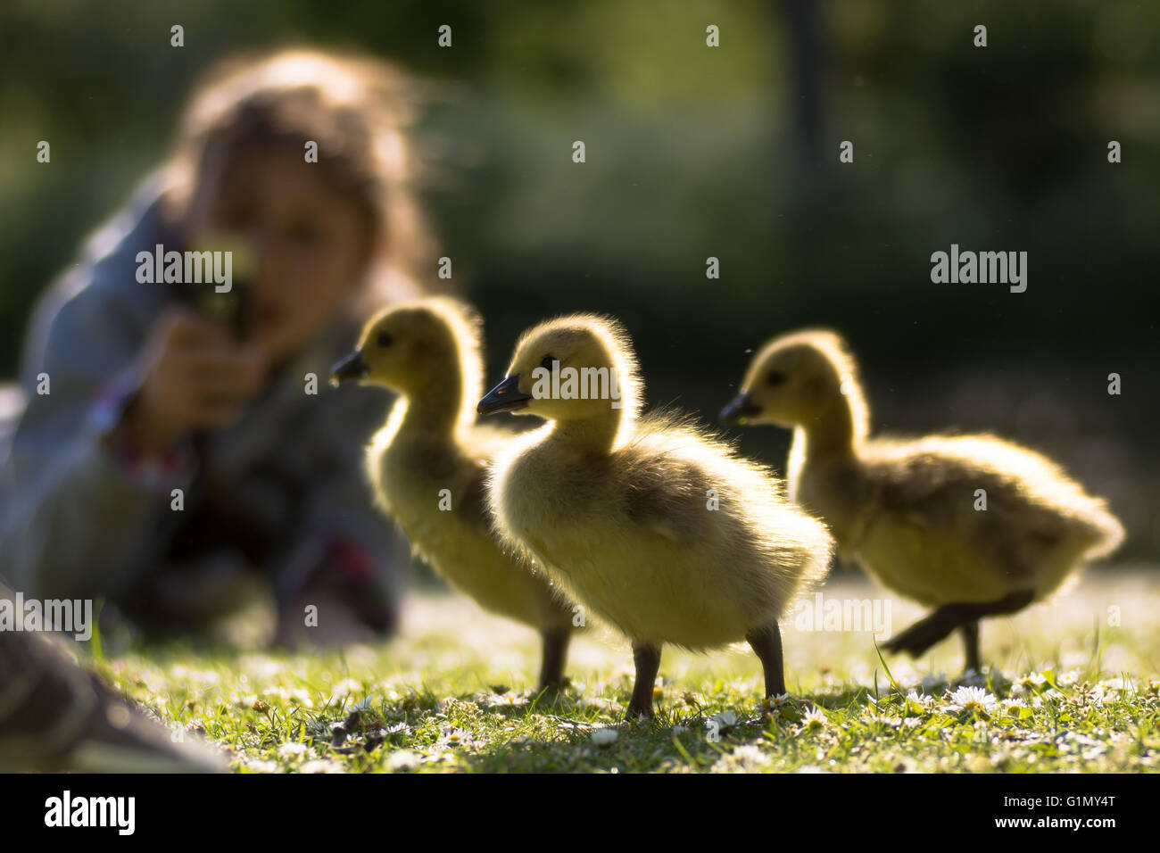 Canada goose (Branta canadensis) goslings fotografato giovani pulcini in primo piano con il bambino usando il telefono per scattare la foto Foto Stock