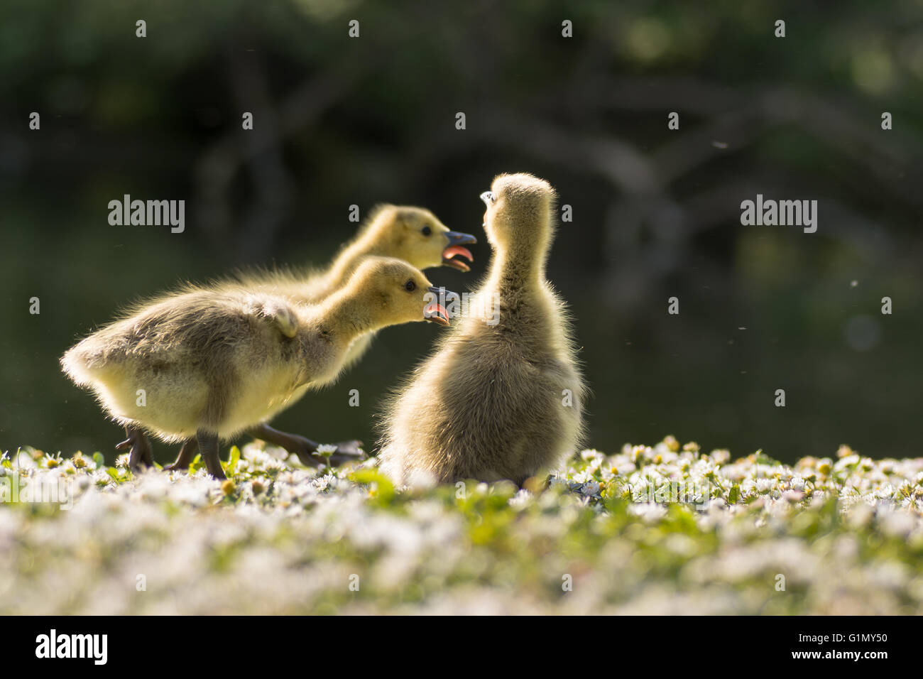 Canada goose (Branta canadensis) goslings chiamando. I giovani pulcini di rispondere vocalmente a madre, con tounges sporgenti dai becchi Foto Stock