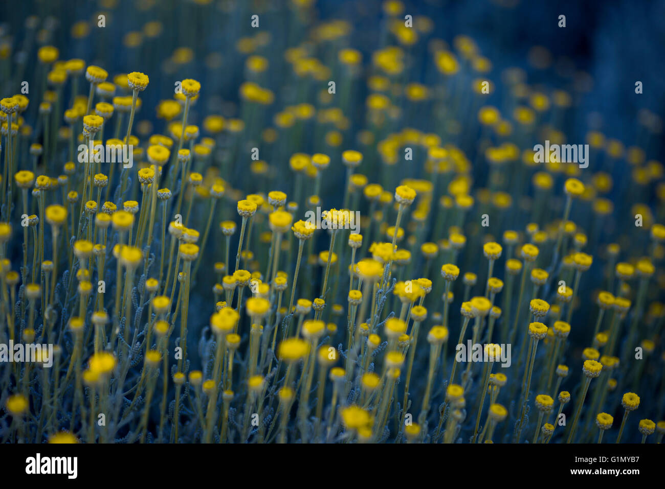 Daisy come fiori gialli fioritura. Foto Stock