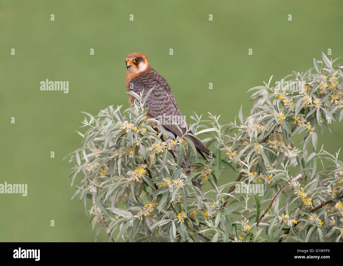 Red footed falcon Foto Stock