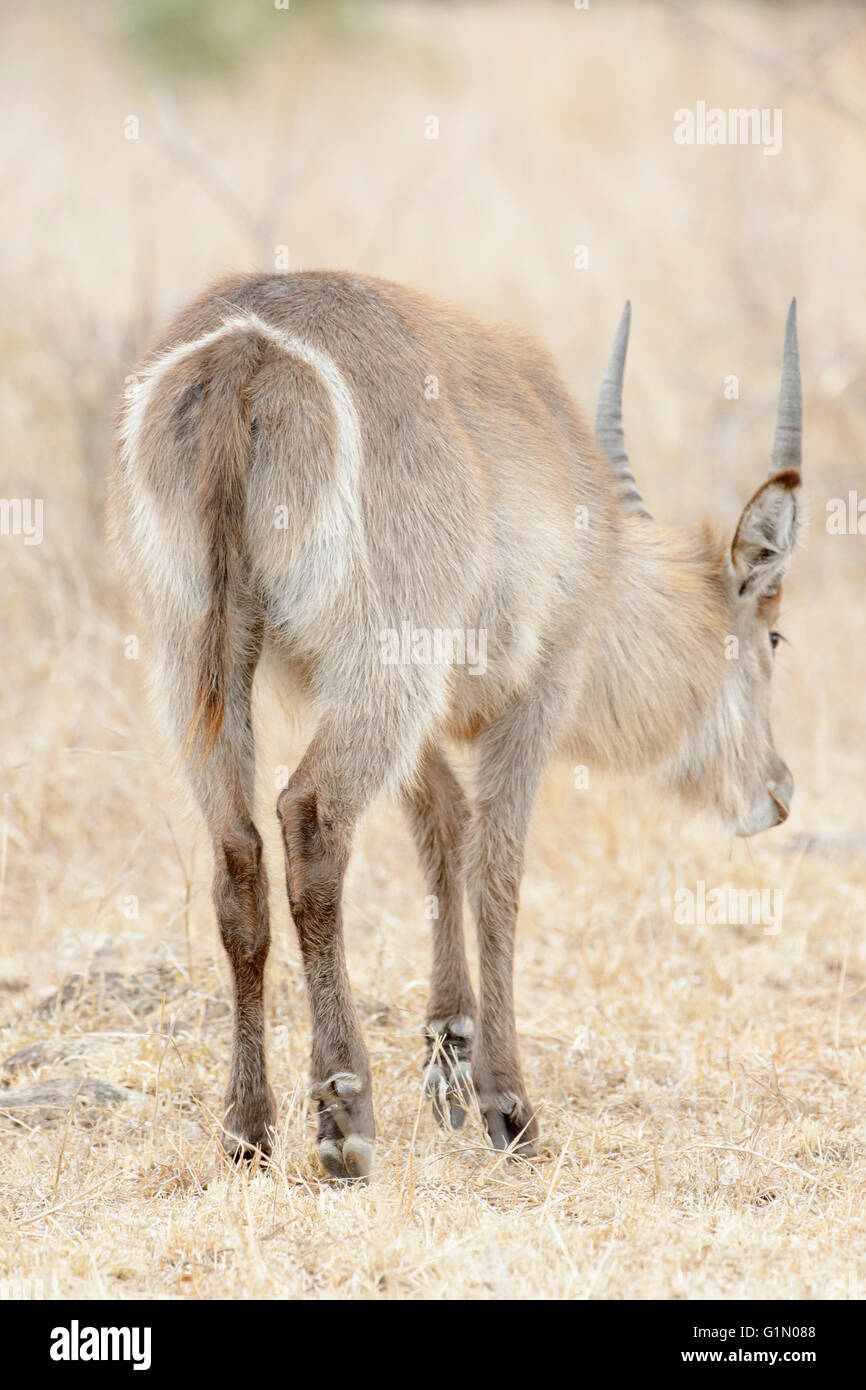 Waterbuck (kobus ellipsiprymnus) maschio. visto da dietro, il parco nazionale Kruger, sud africa Foto Stock