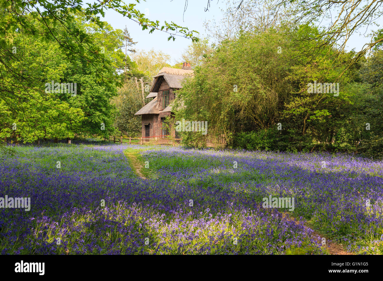 La primavera bluebells con il Queen Charlotte's Cottage sullo sfondo al Royal Kew Gardens, Londra, Inghilterra Foto Stock