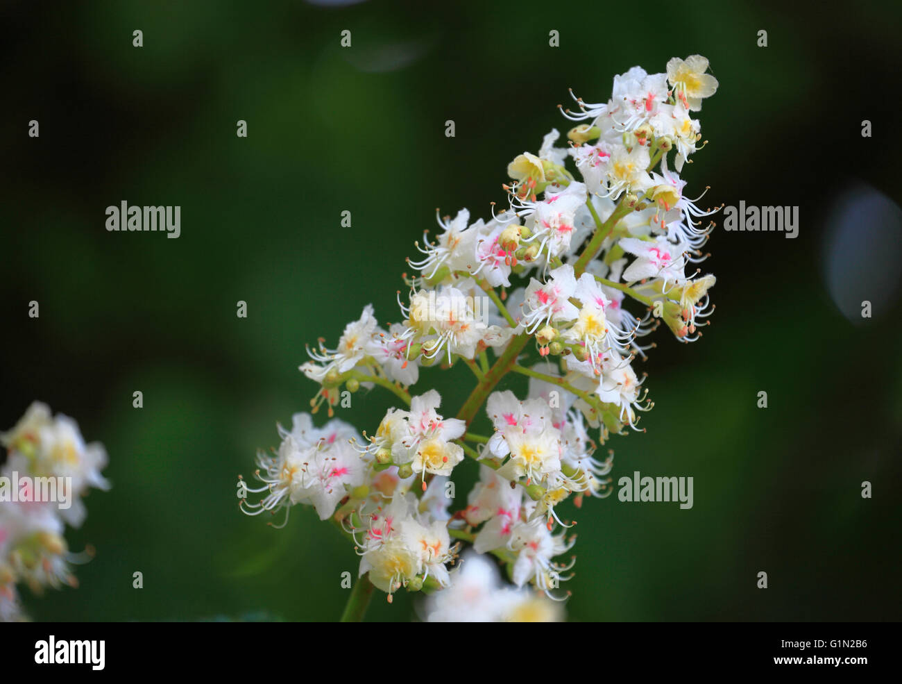 Cavallo castagno blossom, Aesculus hippocastanum. Foto Stock