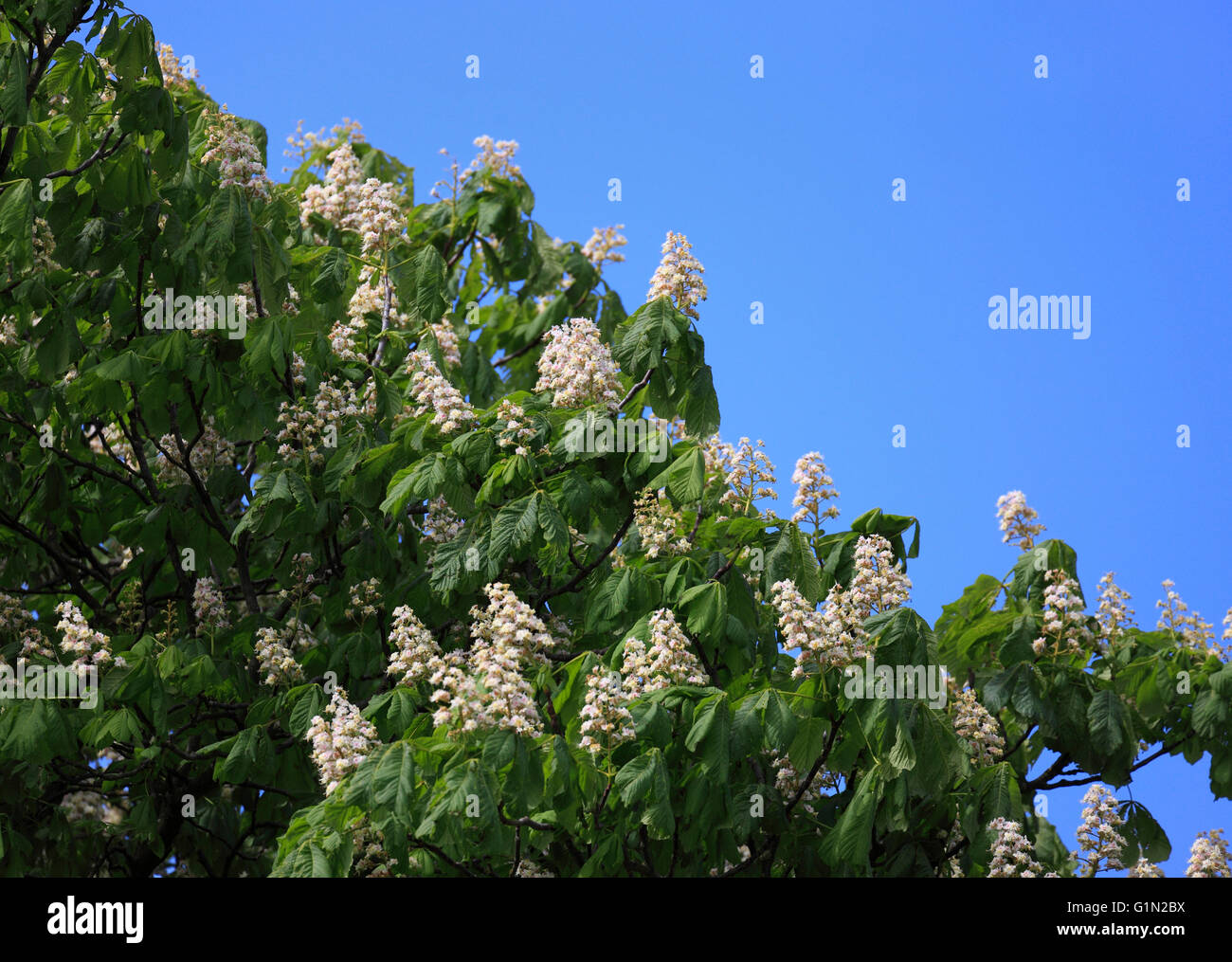 Cavallo castagno blossom, Aesculus hippocastanum. Foto Stock
