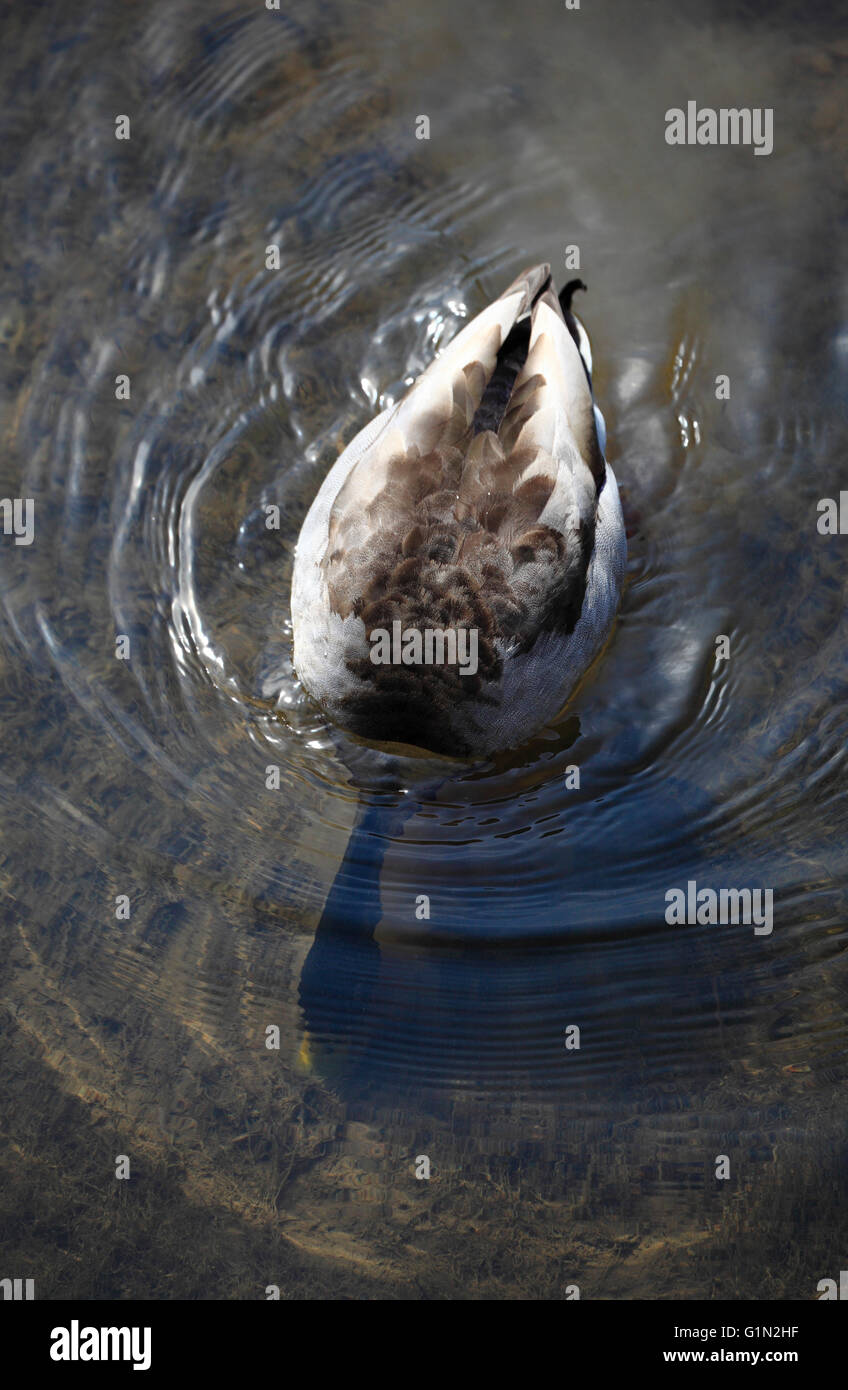 Un maschio di anatra dal di sopra di alimentazione con la sua testa sott'acqua. Foto Stock