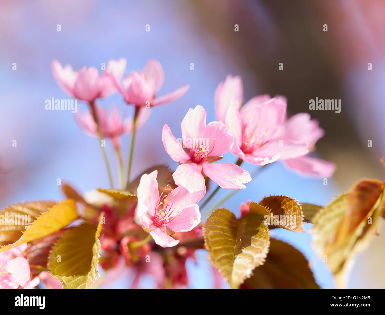Rosa Sakura fioriture dei fiori nel giardino, primavera Foto Stock