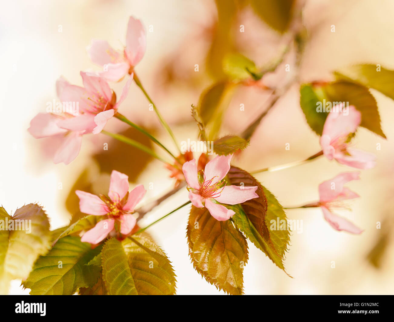 Rosa Sakura fioriture dei fiori nel giardino, primavera Foto Stock