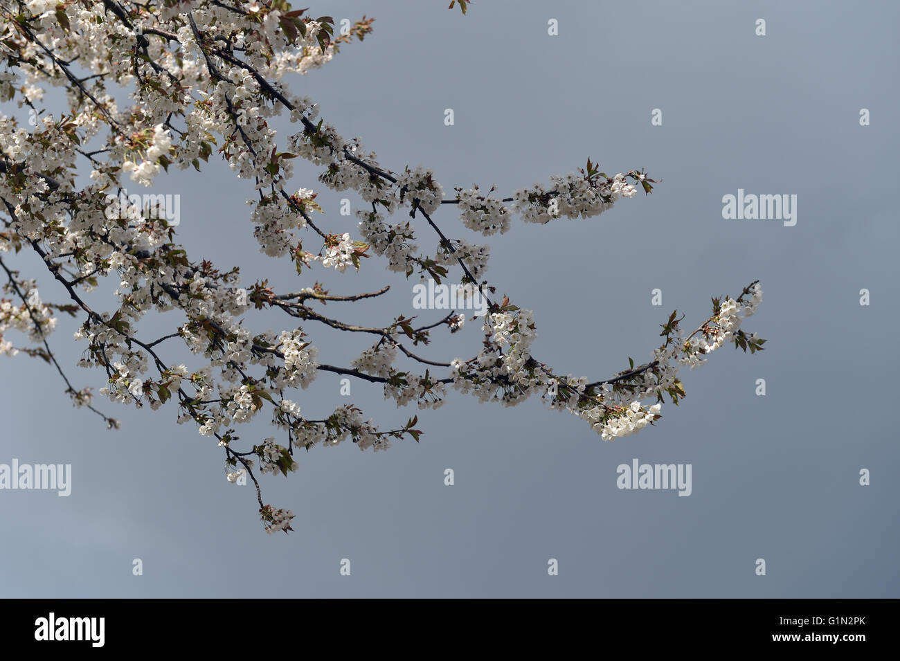 Bianco Ciliegio blossom tree, rami cielo scuro con fiori di lit Prunus seralata Foto Stock