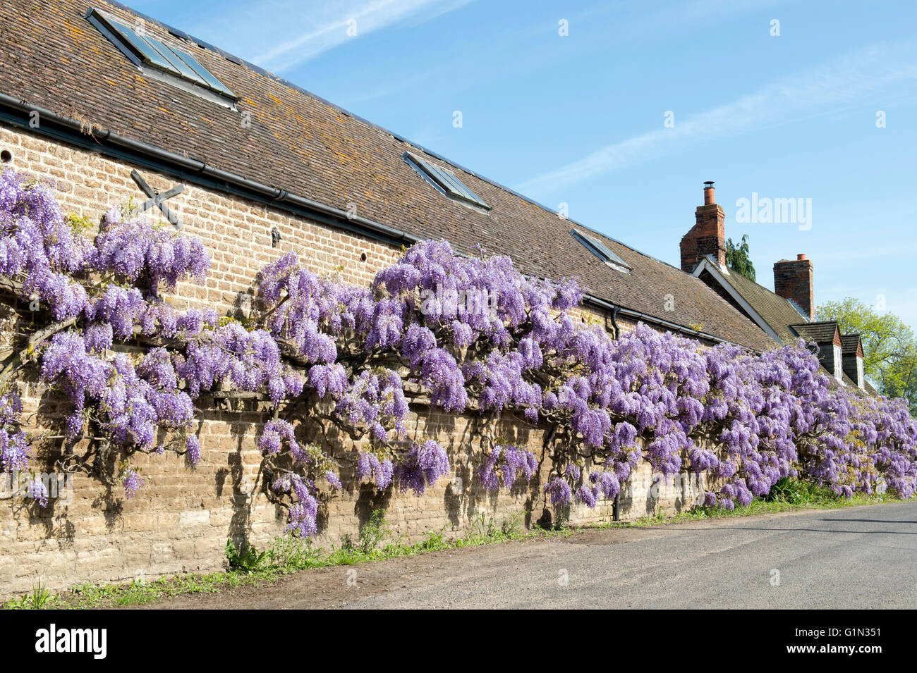 Il Glicine che copre la parte frontale del Glicine cottage in Shillingford, Oxfordshire, Inghilterra Foto Stock