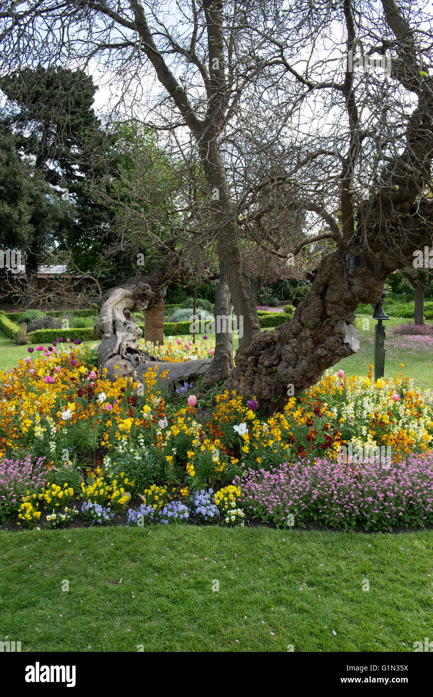 Fiori di Primavera intorno a un gelso nei giardini dei padiglioni Croft. Stratford Upon Avon, Warwickshire, Inghilterra Foto Stock