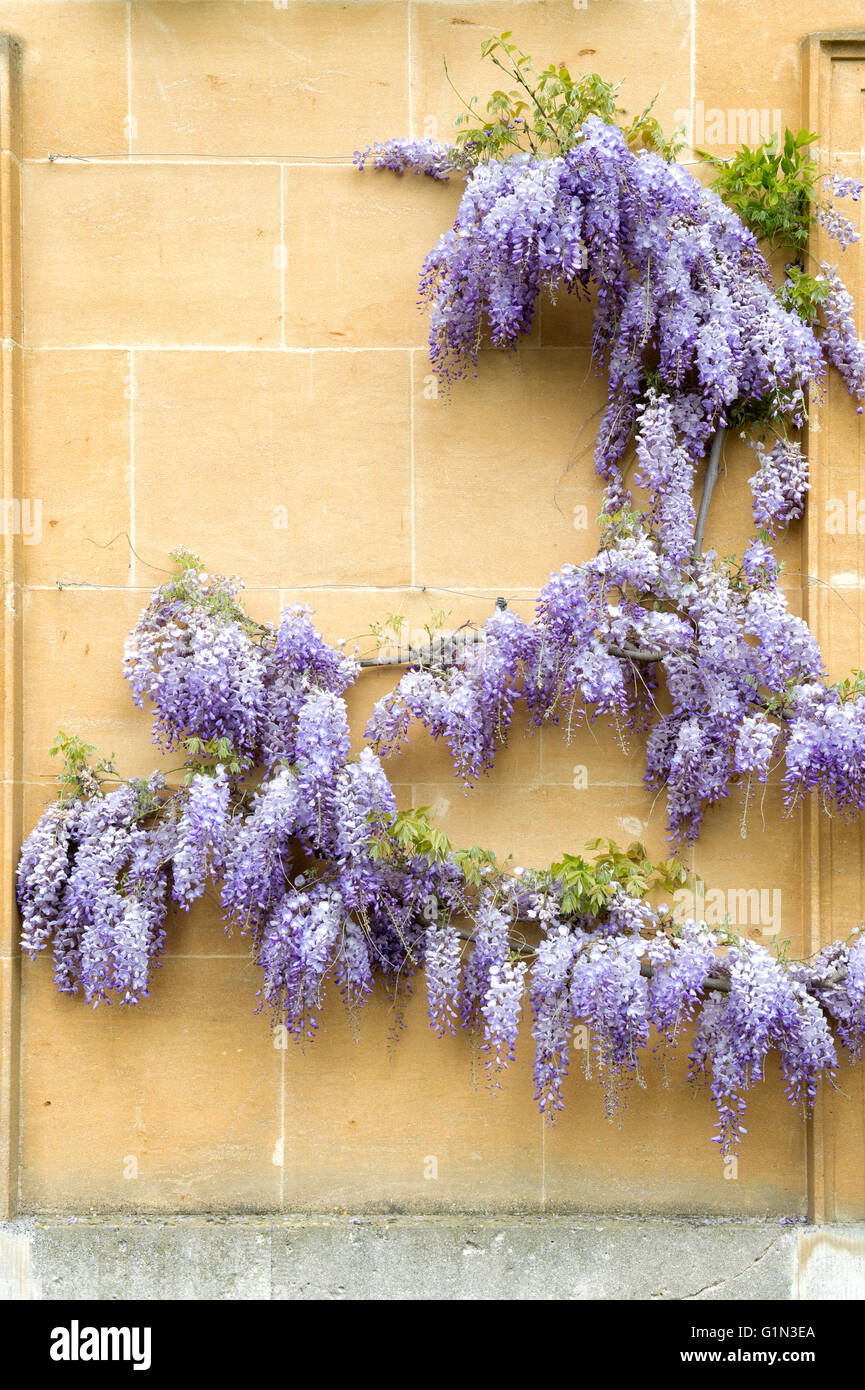 Il Glicine sul nuovo edificio di Magdalen College. Oxford, Regno Unito Foto Stock