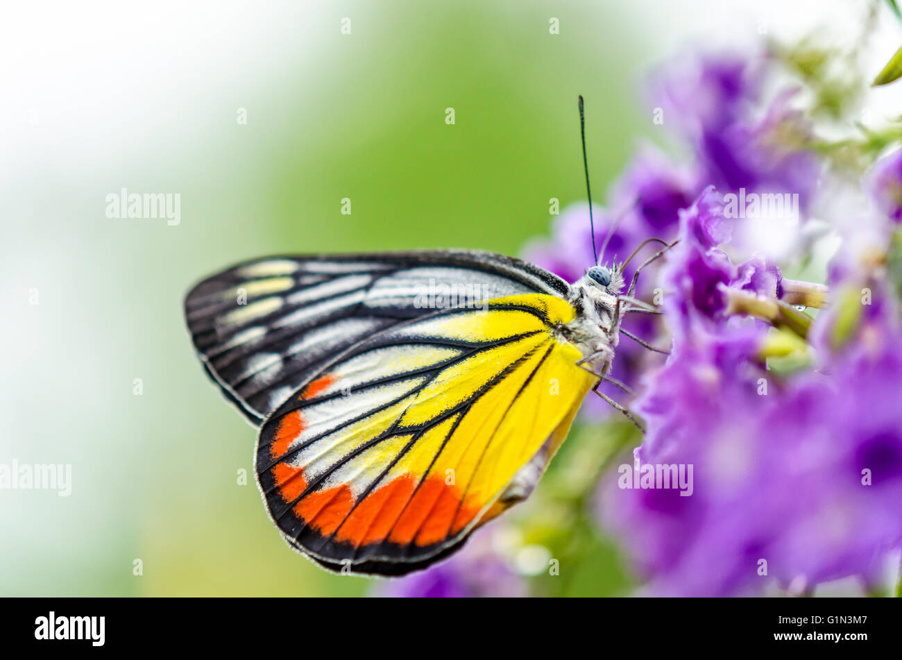 Dipinto di Jezebel (Delias hyparete) farfalla colorata di bianco e giallo arancio strisce nere, è in cerca di nettare su viola f Foto Stock