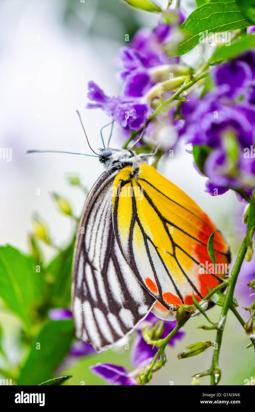 Dipinto di Jezebel (Delias hyparete) farfalla colorata di bianco e giallo arancio strisce nere, è in cerca di nettare su viola Foto Stock