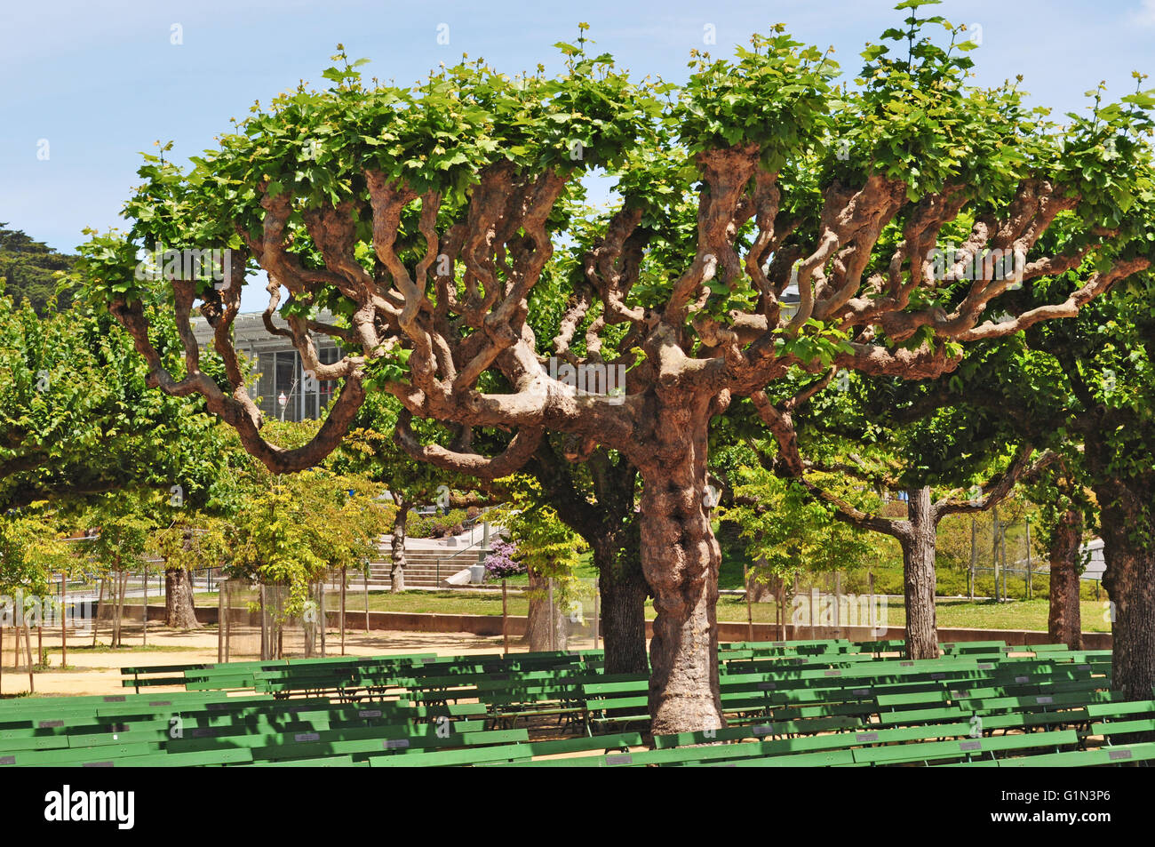 San Francisco: alberi la musica in Piazzale di open-air plaza entro il Golden Gate Park fiancheggiante l'Accademia delle Scienze della California del museo di storia naturale Foto Stock