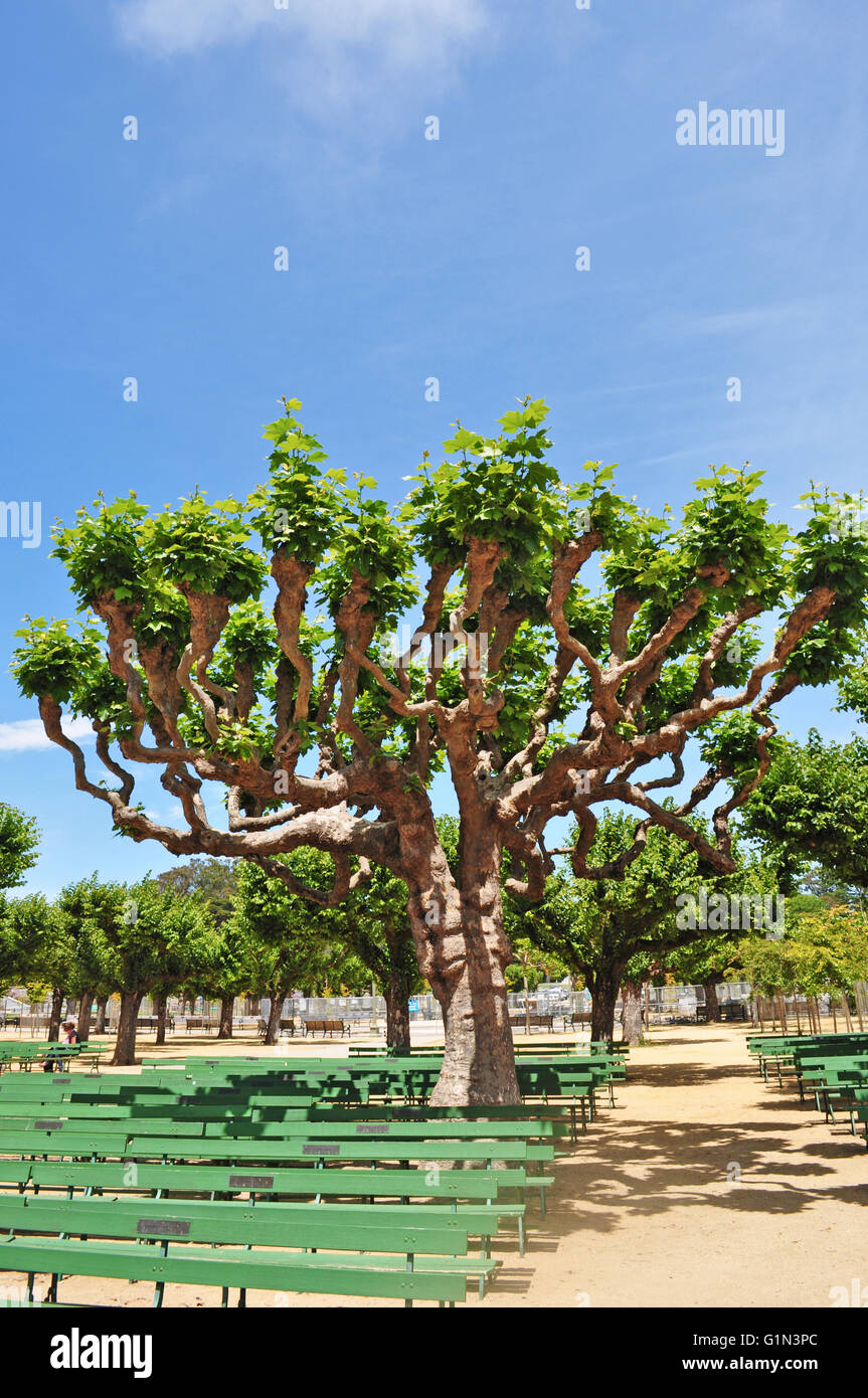 San Francisco: alberi la musica in Piazzale di open-air plaza entro il Golden Gate Park fiancheggiante l'Accademia delle Scienze della California del museo di storia naturale Foto Stock