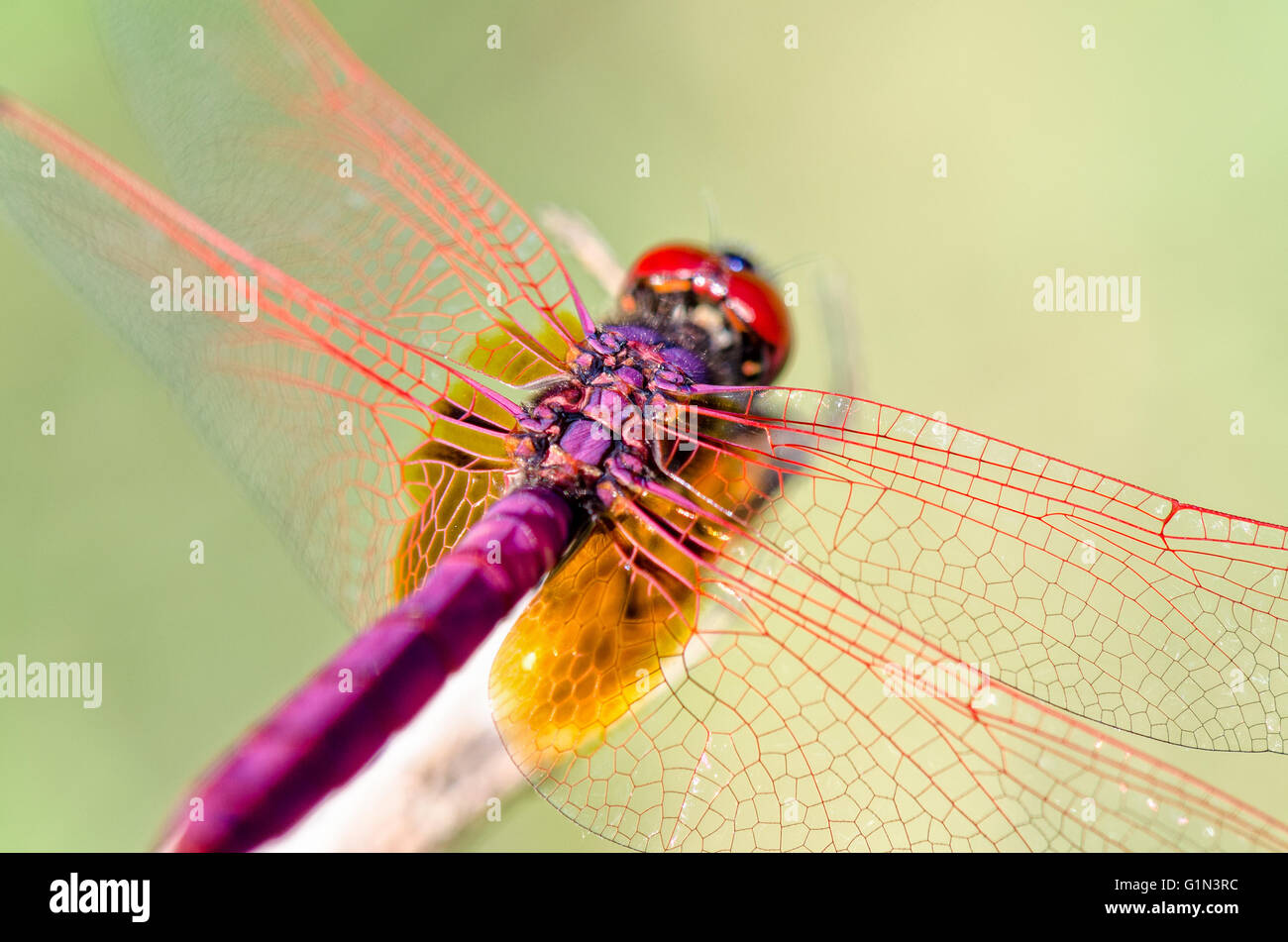 Trithemis Aurora o Crimson Marsh Glider ( maschio) Close up dragonfly rosso porpora appollaiato alla fine dei rami Foto Stock