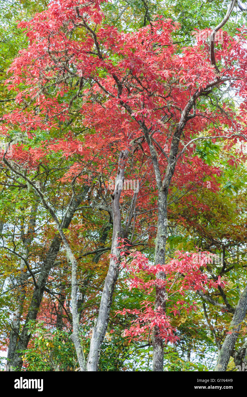 North Carolina, Stati Uniti d'America. Scenario autunnale nel Parco Nazionale di Great Smoky Mountains. UNESCO - Sito Patrimonio dell'umanità. Foto Stock