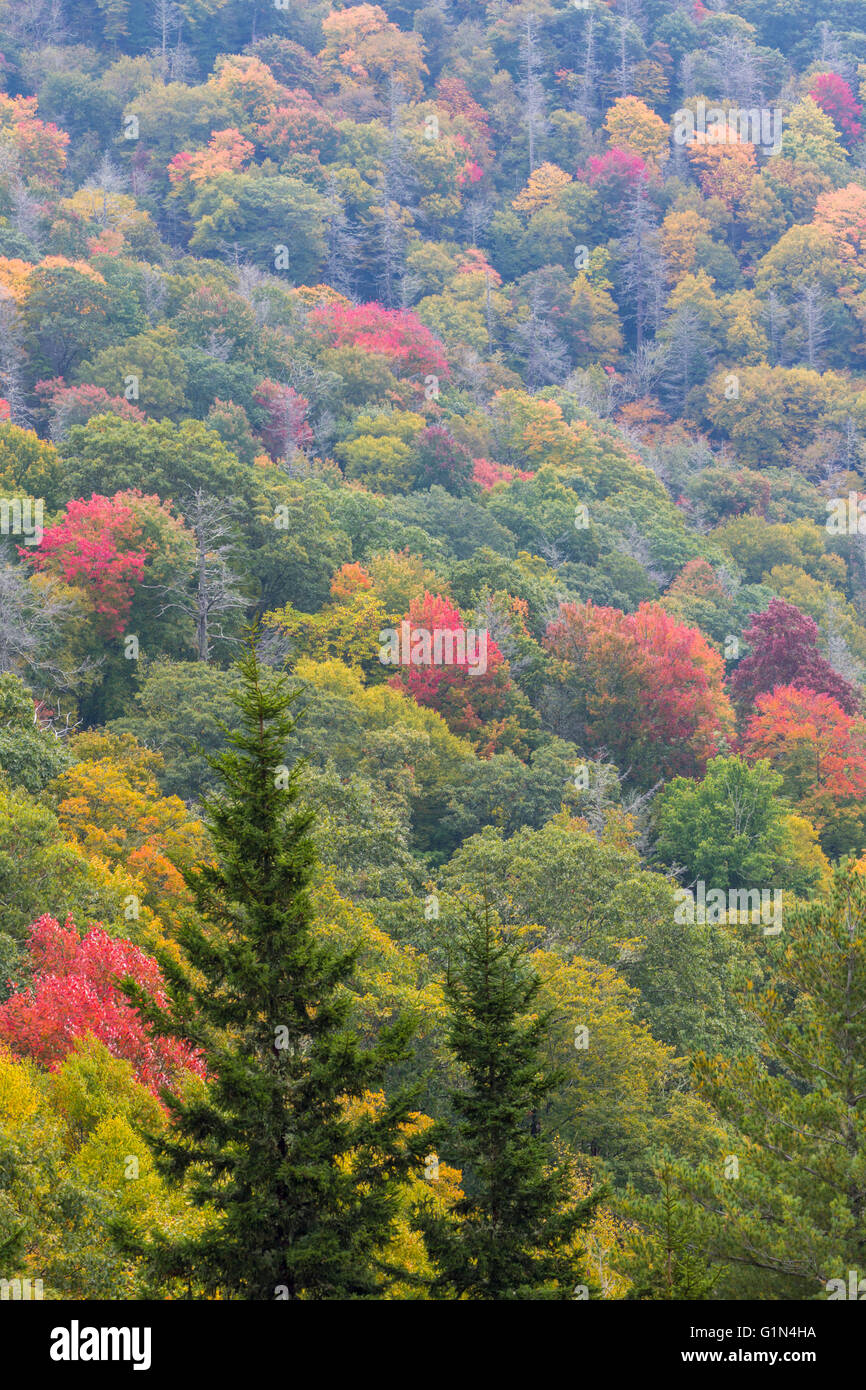 North Carolina, Stati Uniti d'America. Scenario autunnale nel Parco Nazionale di Great Smoky Mountains. UNESCO - Sito Patrimonio dell'umanità. Foto Stock