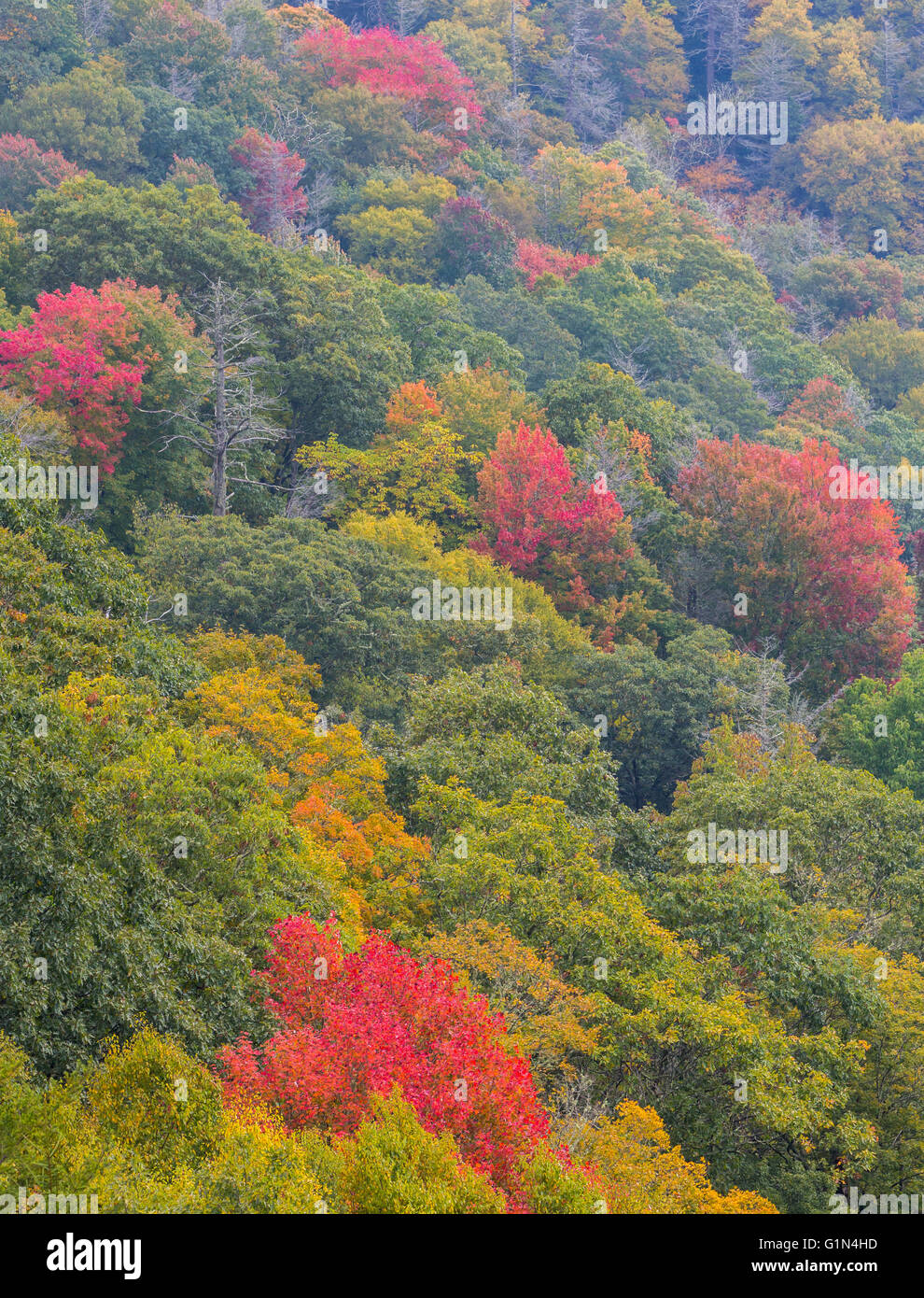 North Carolina, Stati Uniti d'America. Scenario autunnale nel Parco Nazionale di Great Smoky Mountains. UNESCO - Sito Patrimonio dell'umanità. Foto Stock