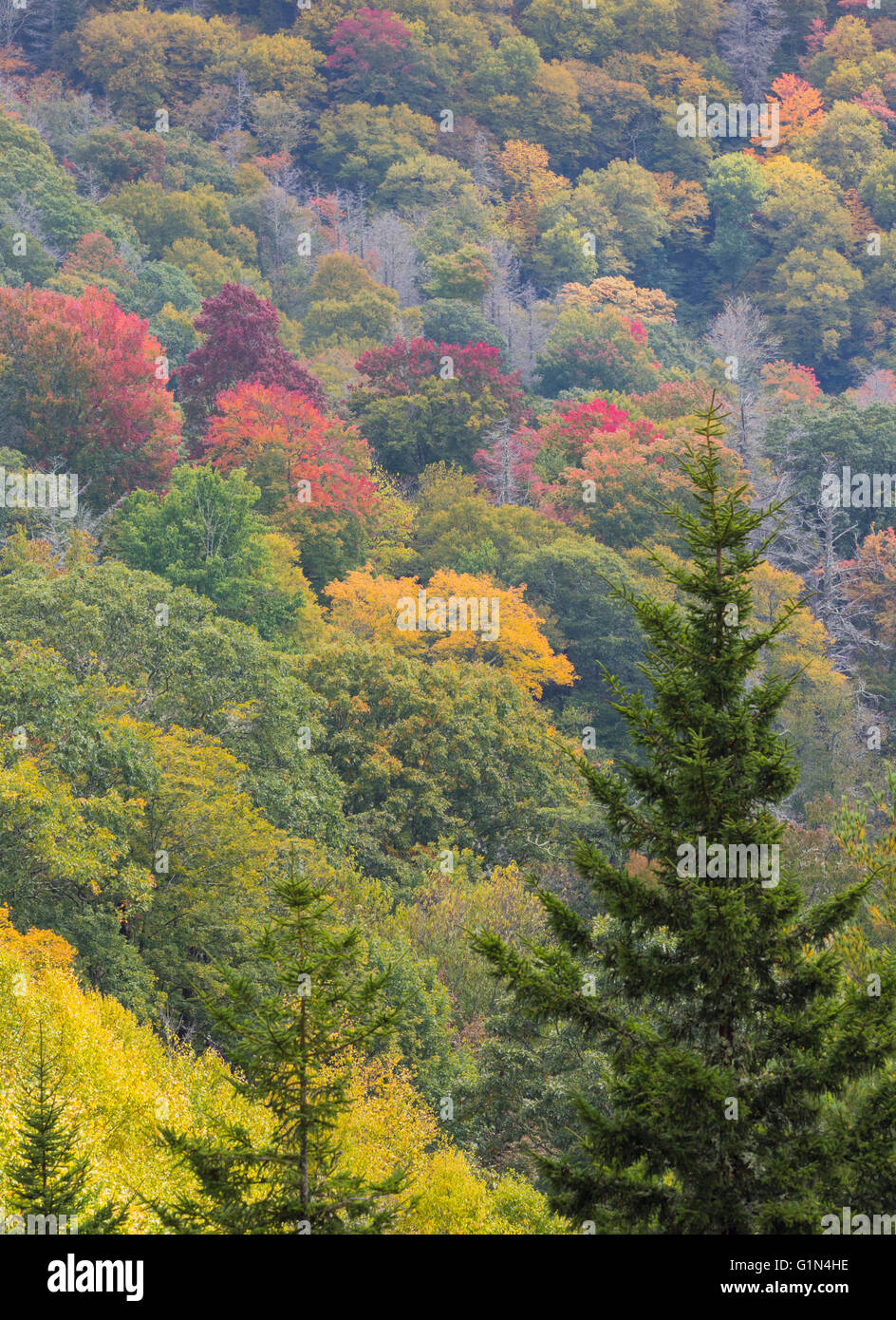 North Carolina, Stati Uniti d'America. Scenario autunnale nel Parco Nazionale di Great Smoky Mountains. UNESCO - Sito Patrimonio dell'umanità. Foto Stock