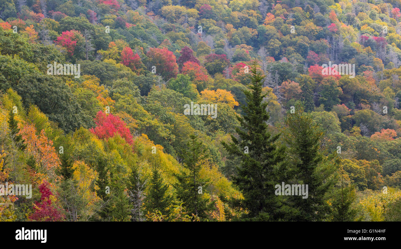 North Carolina, Stati Uniti d'America. Scenario autunnale nel Parco Nazionale di Great Smoky Mountains. UNESCO - Sito Patrimonio dell'umanità. Foto Stock