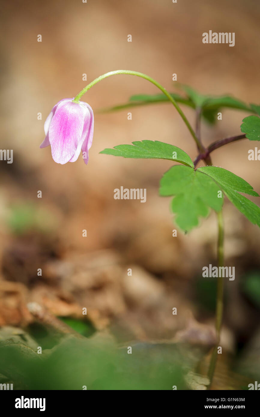 Legno (Anemone Anemone nemorosa ,) nella luce calda del pomeriggio Foto Stock