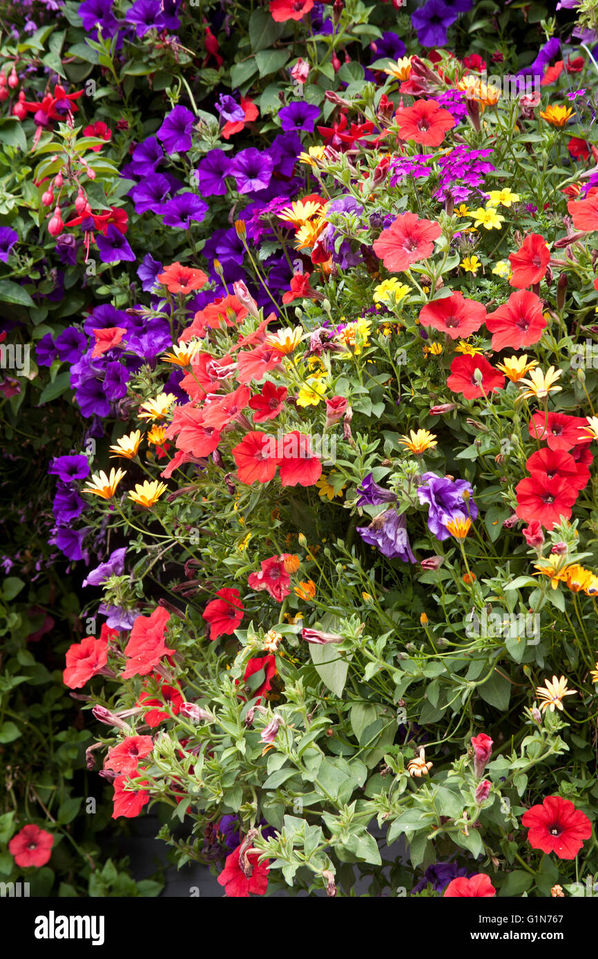 Estate fioriscano a Breckenridge, Colorado. Foto Stock