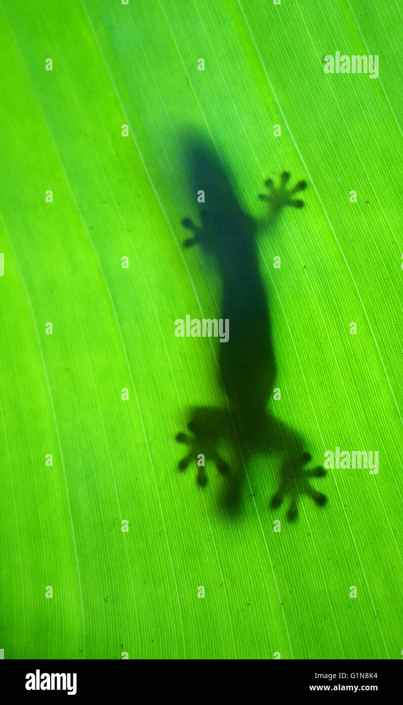 Silhouette di gecko sulla foglia tropicale, Noosa Shire, Sunshine Coast, Queensland, Australia Foto Stock