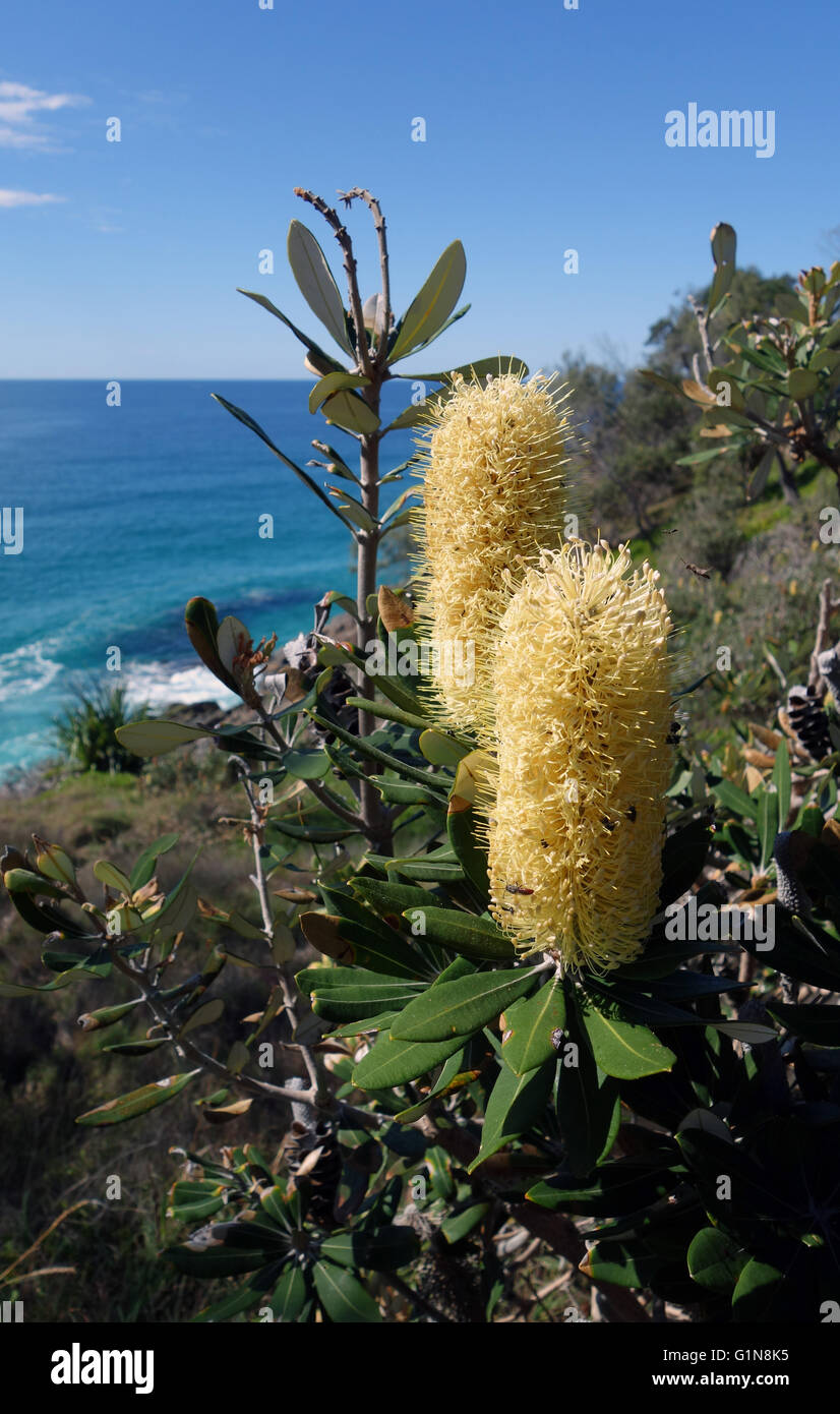 Costa (Banksia Banksia integrifolia subsp. integrifolia) fiori attraendo molti nativi di insetti impollinatori, Noosa National Park Foto Stock