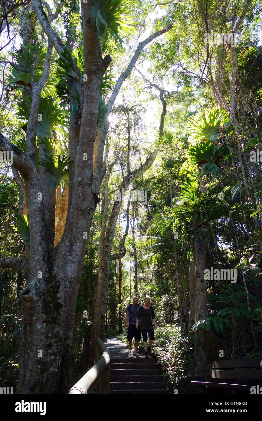 Giovane camminare tra la foresta pluviale in Kondalilla National Park, Sunshine Coast, Queensland, Australia. No signor Foto Stock