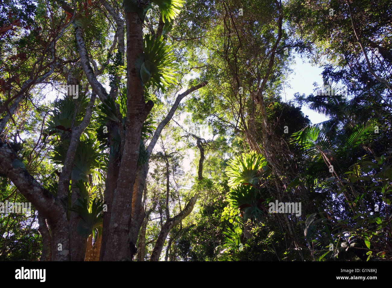 La Staghorn felci e altre epifite crescono sugli alberi nella foresta pluviale, Kondalilla National Park, Sunshine Coast, Queensland, Foto Stock