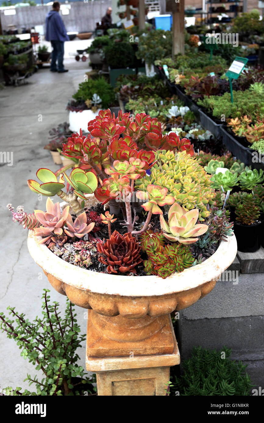 Con varietà miste di piante succulente che crescono in una pentola per la vendita Foto Stock
