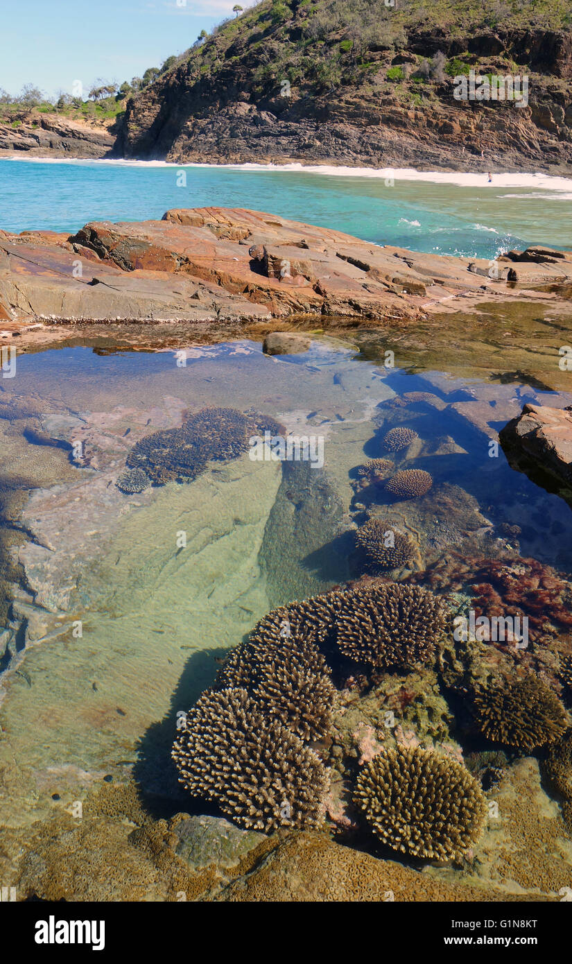 Compresi i coralli Acropora crescendo in rockpool, Noosa National Park, Noosa Shire, Sunshine Coast, Queensland, Australia Foto Stock