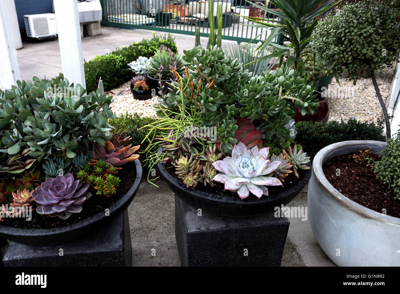 Con varietà miste di piante succulente che crescono in una pentola per la vendita Foto Stock