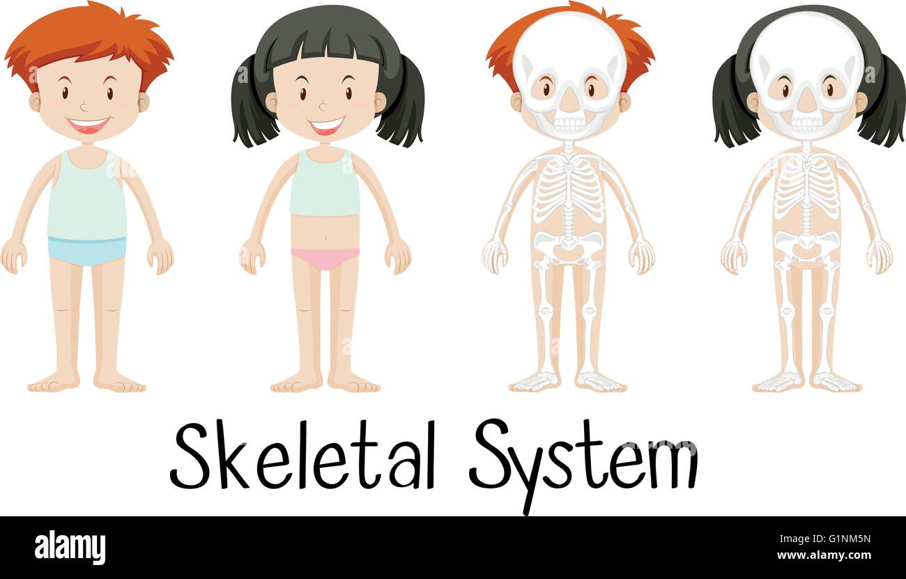 Sistema scheletrico di un ragazzo e una ragazza, illustrazione Illustrazione Vettoriale