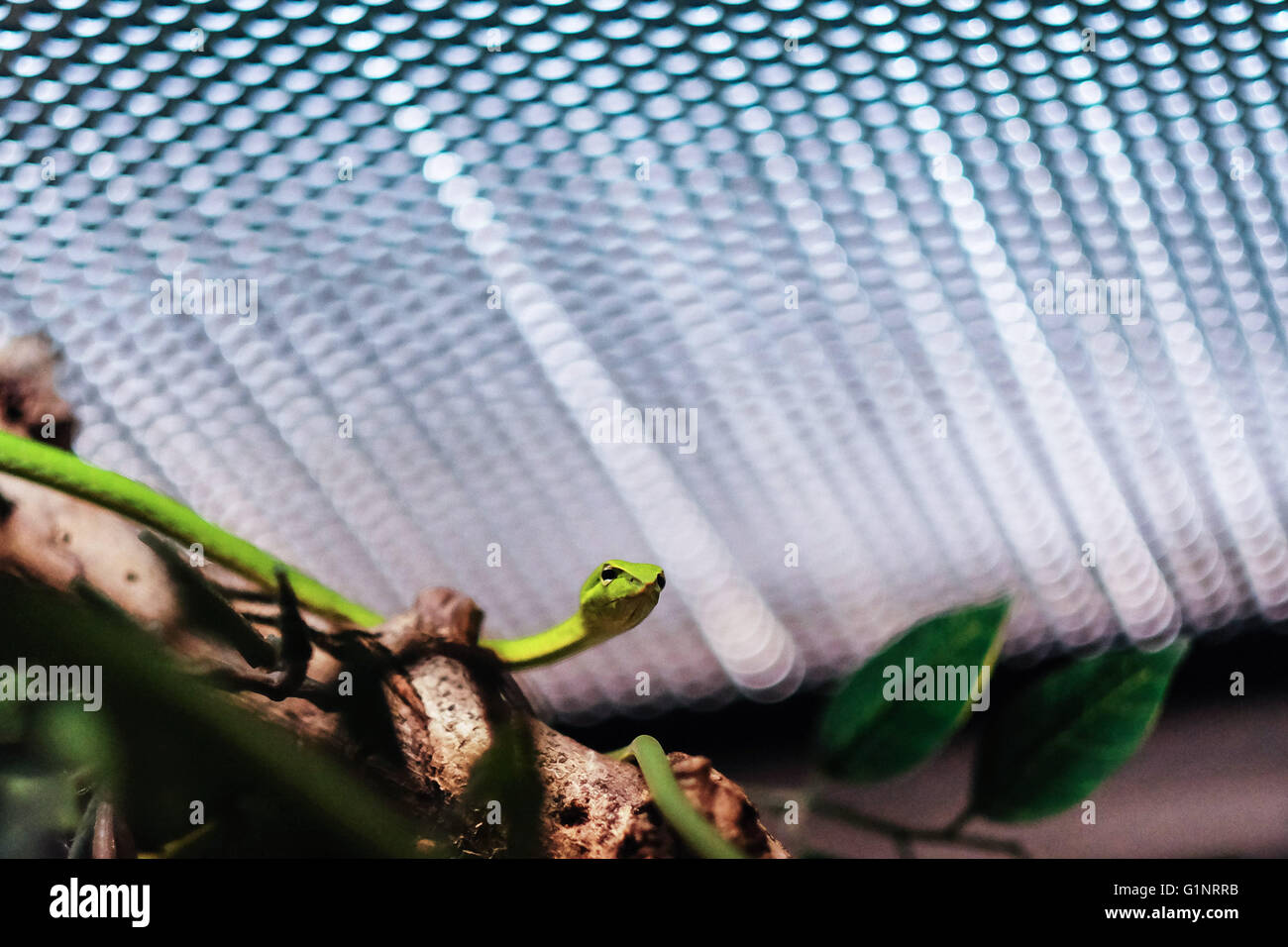 Bangkok, Tailandia. Il 17 maggio 2016. Un a becco lungo serpente a frusta è visto alla Regina Saovabha Memorial dell istituto museo di serpente a Bangkok, Thailandia, 17 maggio 2016. Fondata nel 1922, la Regina Saovabha Memorial Institute è una grande organizzazione di ricerca in Thailandia che si specializza in rabbia e tossine di origine animale. Presso l'istituto del museo di serpente, i visitatori potranno vedere decine di velenose e non di serpenti velenosi razze così come imparare i trattamenti di emergenza per i morsi di serpente. © Li Mangmang/Xinhua/Alamy Live News Foto Stock