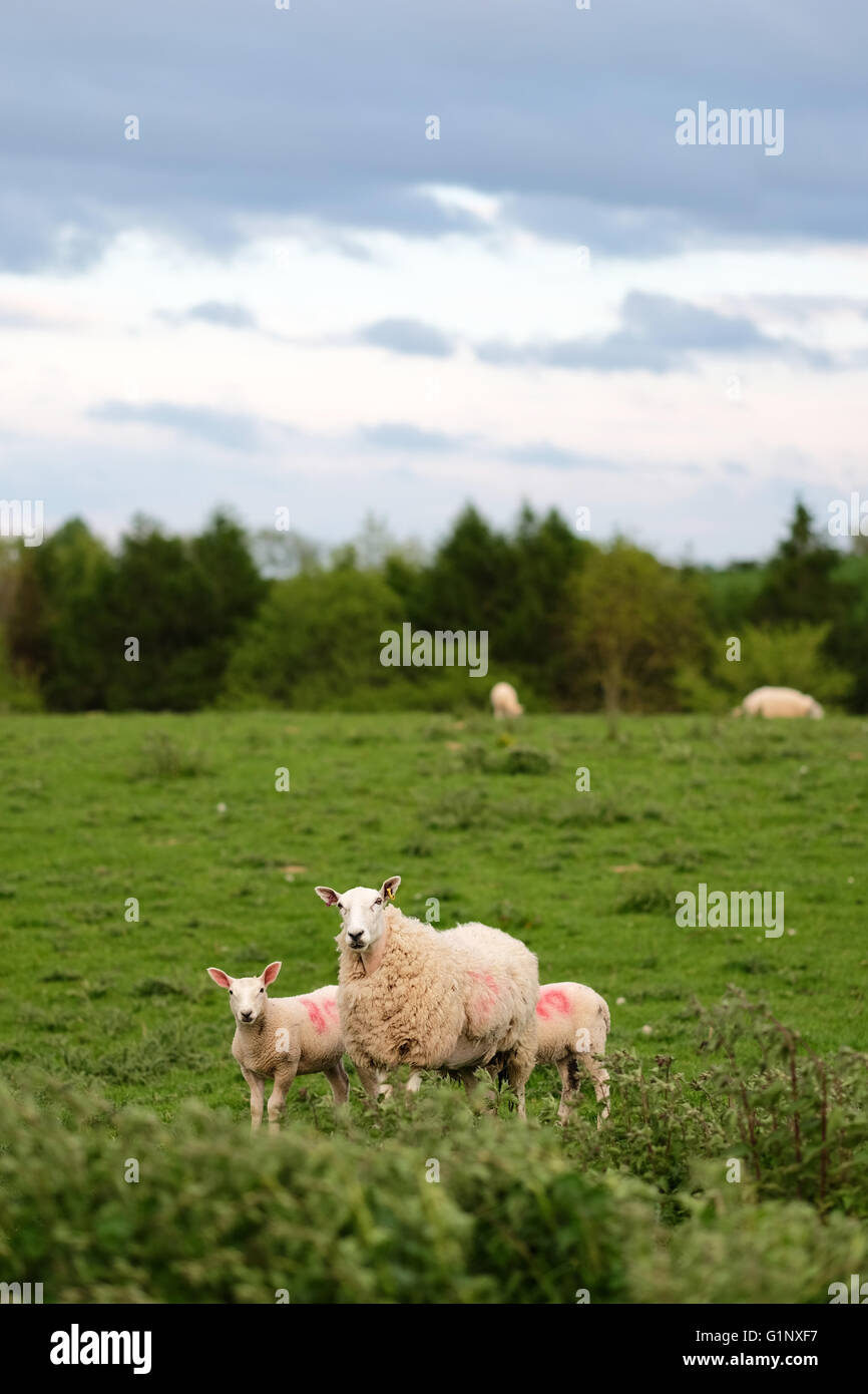 Pecora e gli agnelli in campo con pioggia nuvole raccogliendo overhead Herefordshire UK con copyspace Foto Stock
