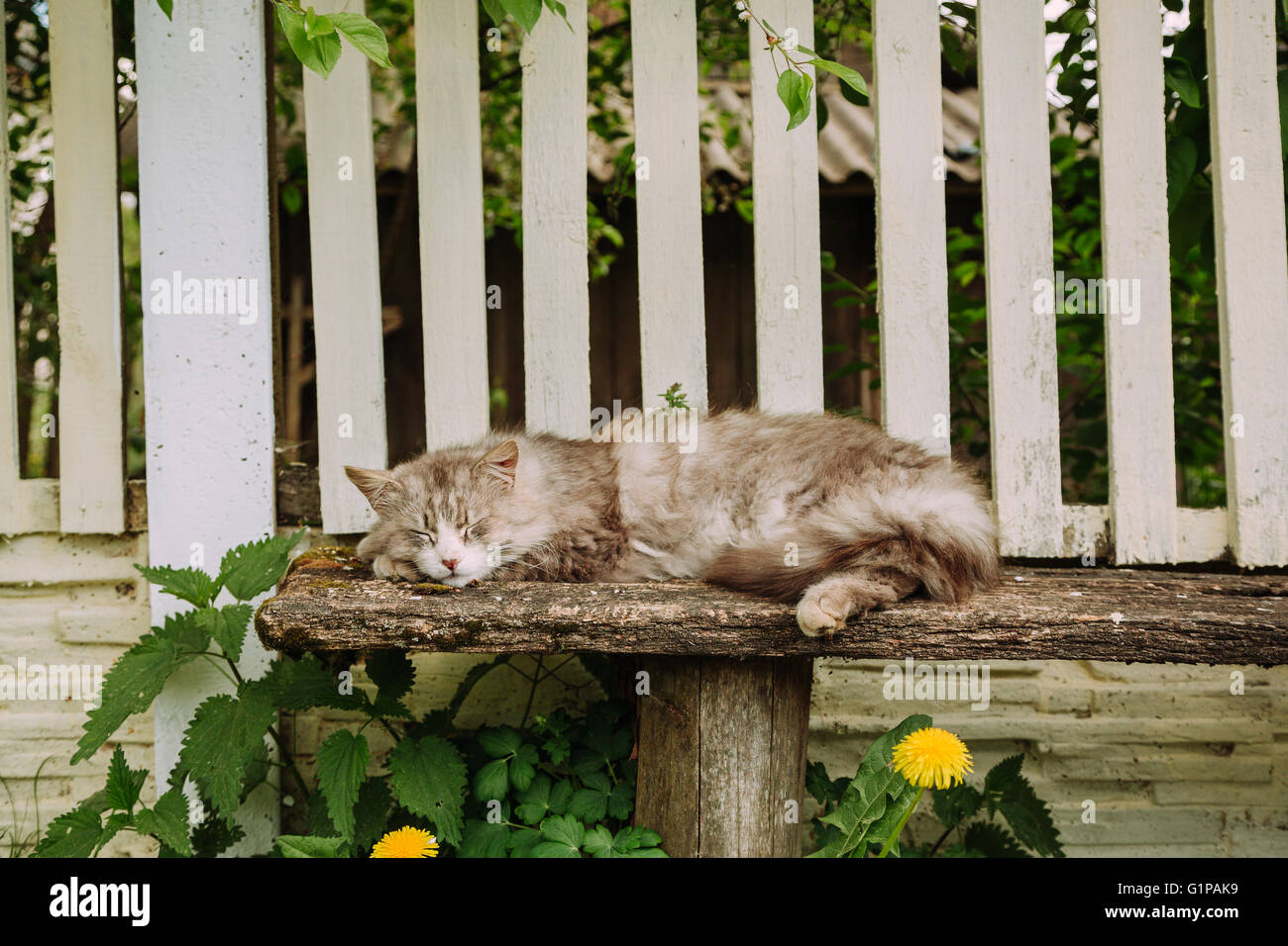 Bellissimo gatto grigio dorme sul sedile in estate Foto Stock