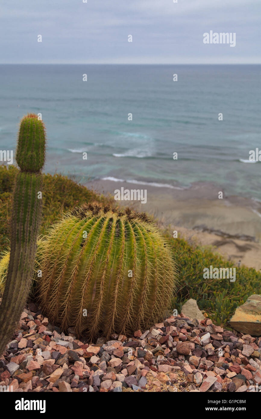 Madre in leggi cactus, messicano Golden Barrel Cactus, Echinocactus grusonii, dall'oceano in primavera in Messico Foto Stock