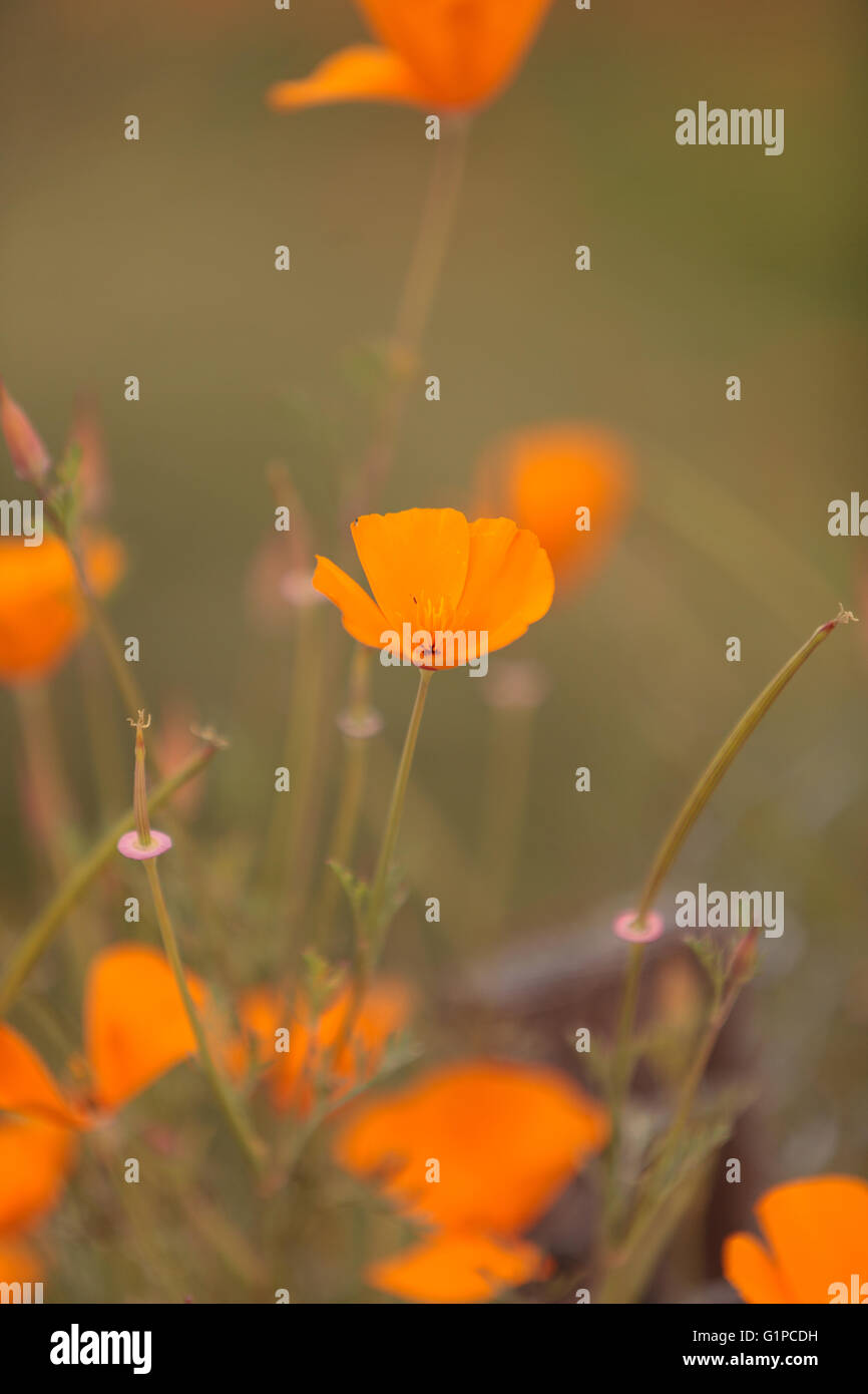 Close up di un arancione California fiore di papavero Eschscholzia californica in un campo Foto Stock