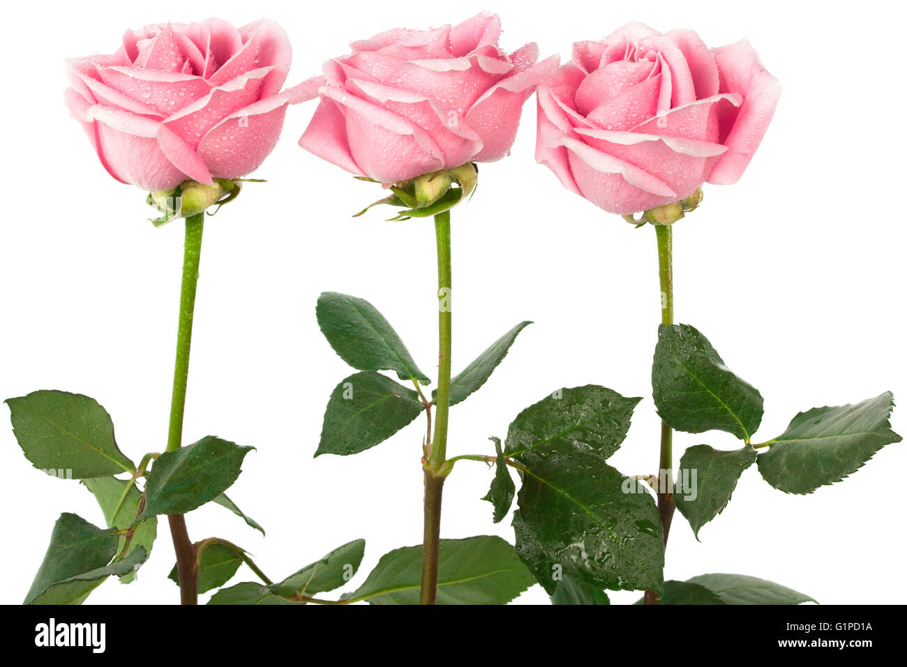 Tre bellissime rose su sfondo bianco Foto Stock