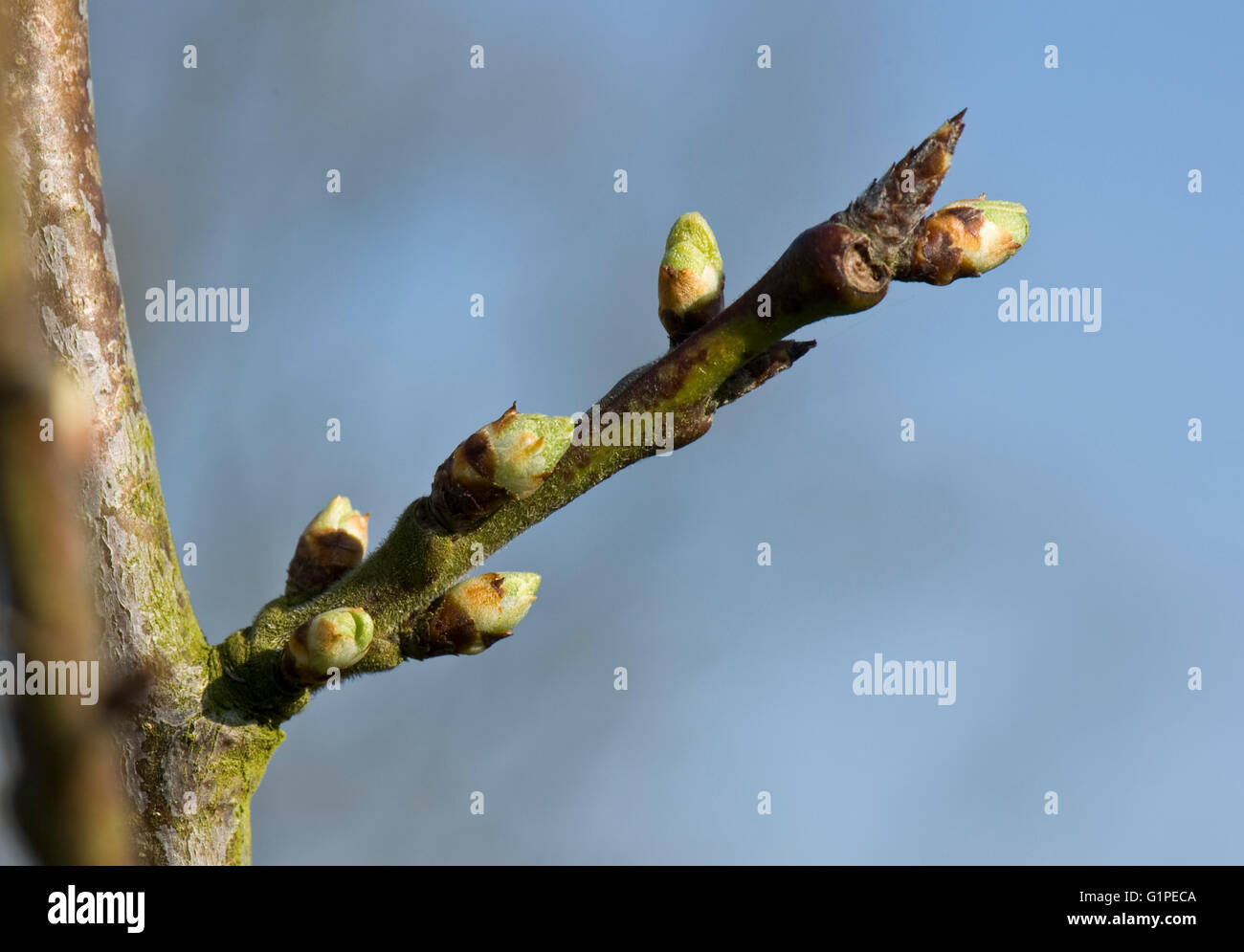 Il rigonfiamento della foglia e boccioli di Victoria susino, Prunus domestica, in primavera, Berkshire, Marzo Foto Stock