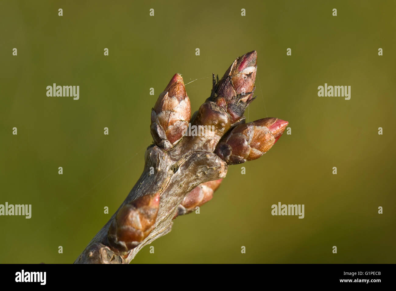 Il rigonfiamento della foglia e boccioli di Victoria susino, Prunus domestica, in primavera, Berkshire, Marzo Foto Stock