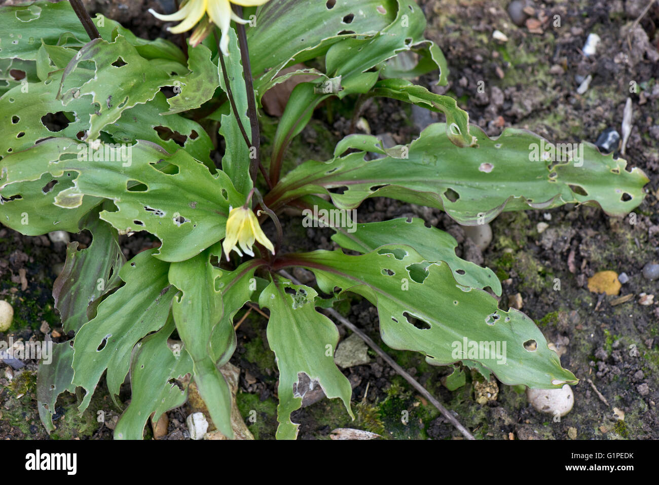 L'alimentazione difficoltosa danni alle foglie di Erythronium "Pagoda' in primavera, Berkshire, Aprile Foto Stock