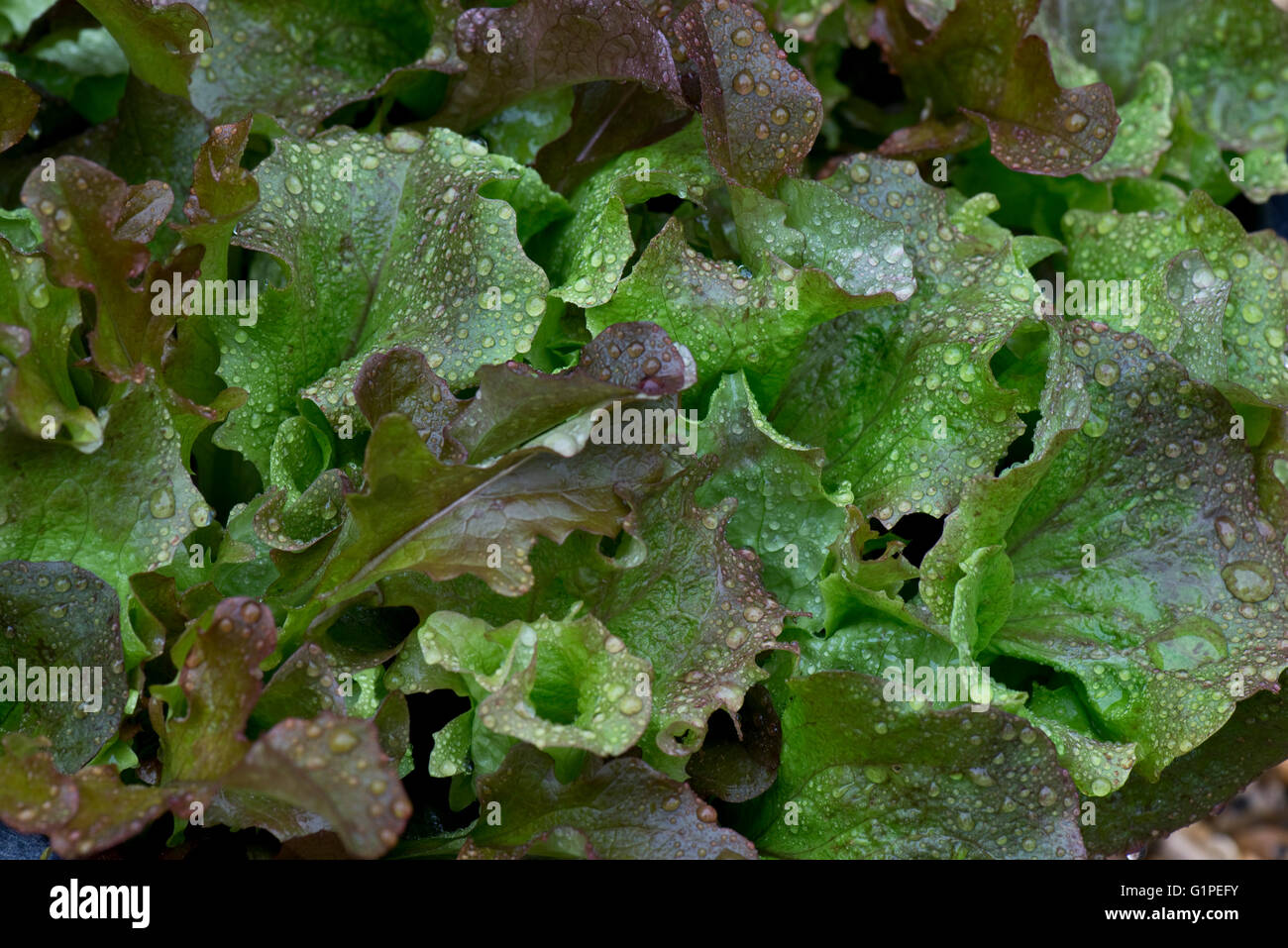 Acqua di pioggia cadute su giovani foglie di quercia rossa le lattughe coltivate come insalata fresca in una pentola in primavera Foto Stock