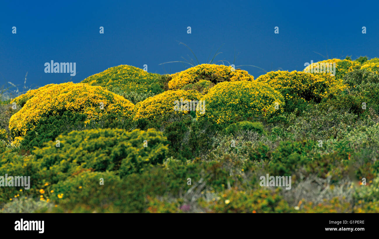 Portogallo Alentejo: vegetazione costiera all'interno del Parco Naturale di Costa Vicentina e Alentejo Foto Stock